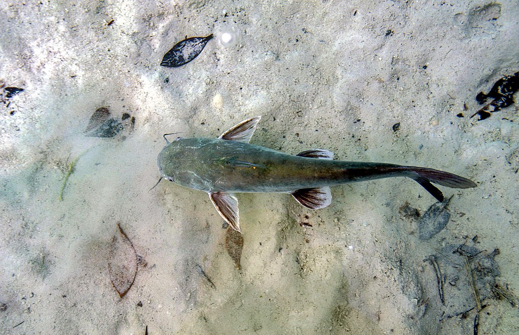 Bacalar_-_Fish_In_The_Water
