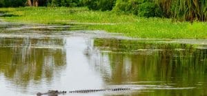 Crocodile