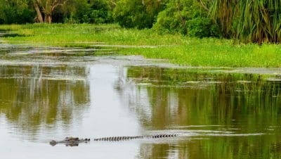 Crocodile