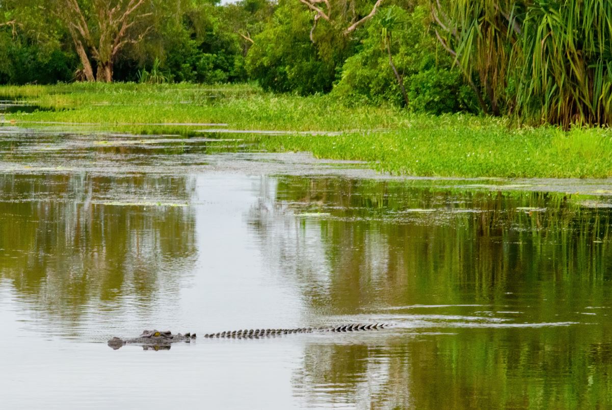 Crocodile